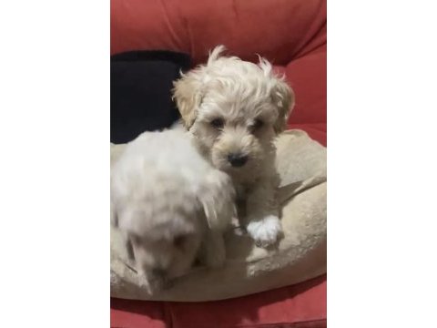 Bugüne özel tatlı maltipoo yavrumuz