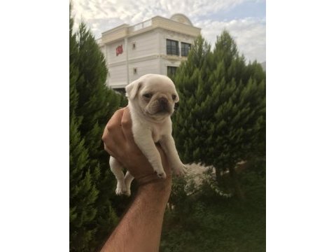 Pug ev ortamında olup beyaz ve siyah renkte bulunur