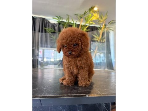 4 aylık aşılı eğitimli red toy poodle