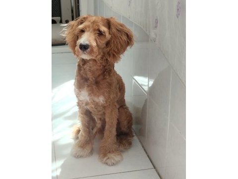 Sekiz aylık erkek maltipoo