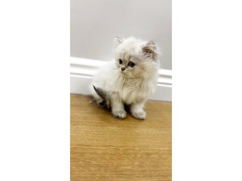 Kaliteli british longhair bebekler