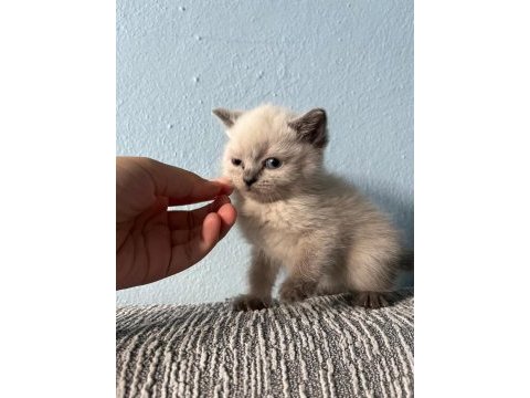 British shorthair yavru