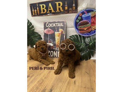 Kore poodle yavruları