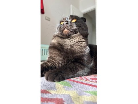Siyah scottish fold erkek kedi