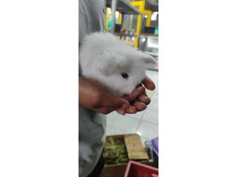 Beyaz hollanda teddy lop tavşanı