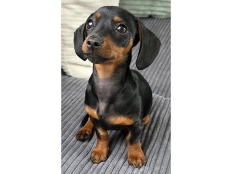 Black and tan dachshund yavrularımız