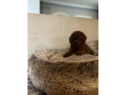 Sayfanın en iyi köpekleri için lütfen irtibata geçiniz