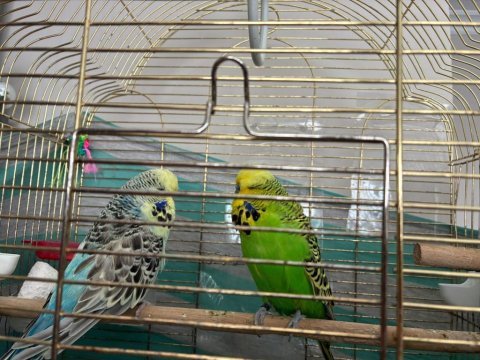 Show jumbo muhabbet kuşu yavrular