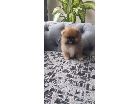 Pomeranian bebekler