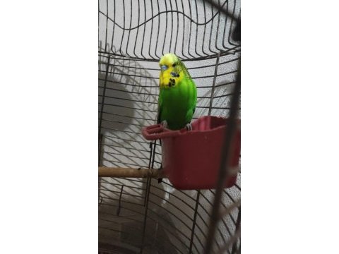 Erkek jumbo muhabbet kuşu