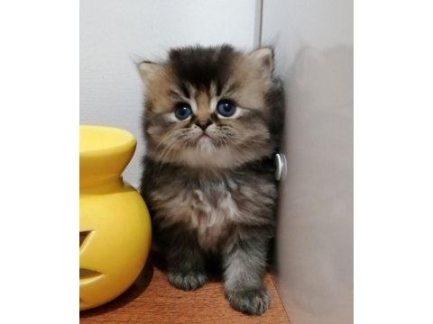 Safkam oyuncu uysal bebek