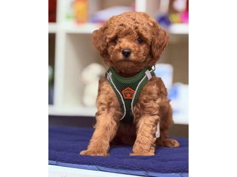 En güzel poodle bebeklerimiz sizlerle