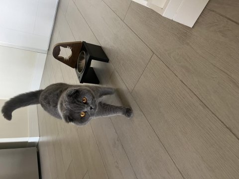 Scottish fold mila için yeni bir yuva arıyorum