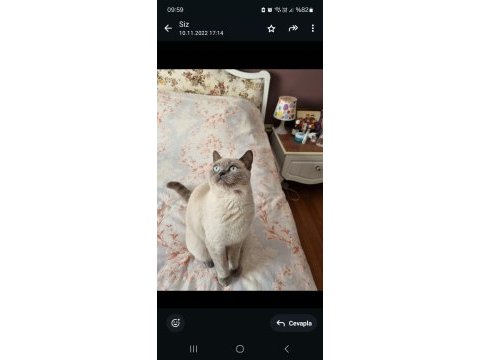 Blue point british shorthair ücretsiz sahiplendirilecek