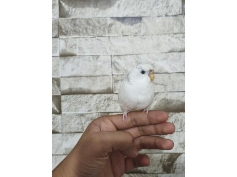 Ele çok iyi alışkın muhabbet kuşu pamuk