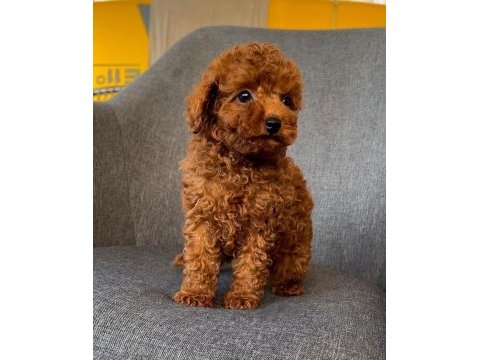Micro boy toy poodle yavrular