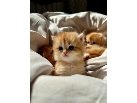Golden british longhair