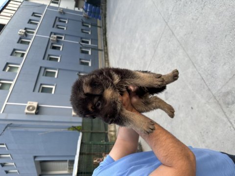 Yavru alman kurdu yeni doğdu
