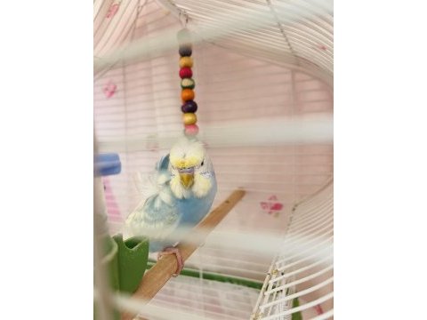 Japanese hogoromo cins muhabbet kuşu