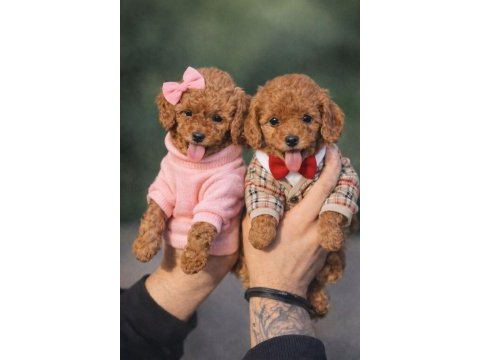 Dişi erkek toy poodle yavrular