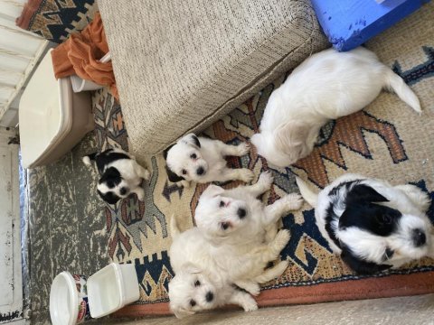Minik canlar maltese
