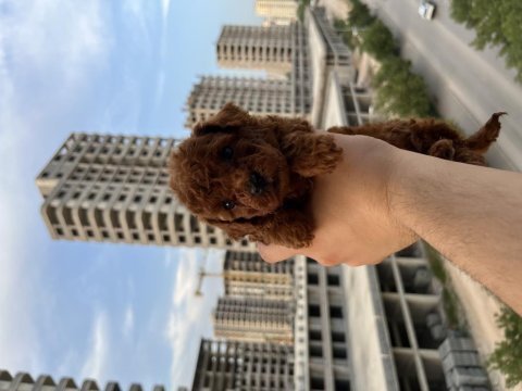 Mini boy toy poodle