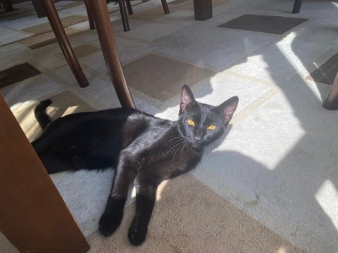 Yavru kedimiz eğitimli enerjik