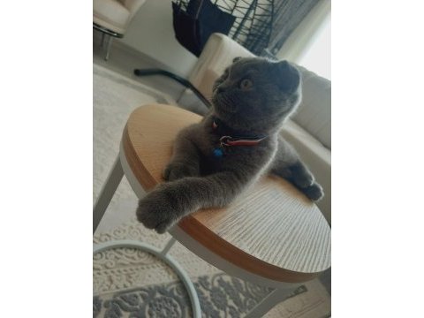 Acil sahiplenme scottish fold