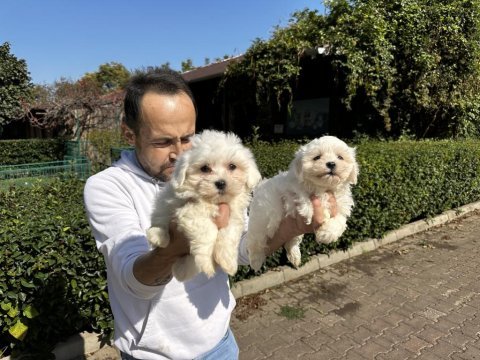 Maltese terrier yavrularımız