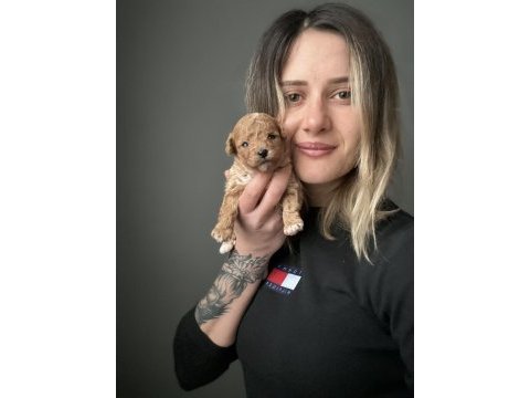 Toy poodle yavrular ruhsatlı üreticiden
