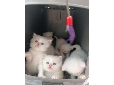 British longhair bebeklerimiz yeni yuvalarını arıyor