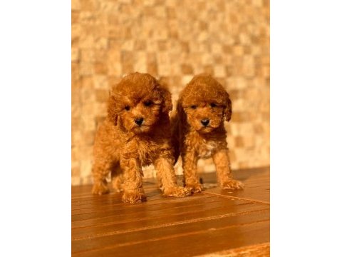 Red toy poodle yavrular