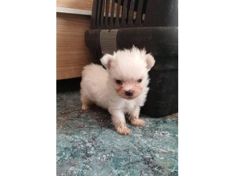 Pomeranian yavru köpeğimiz