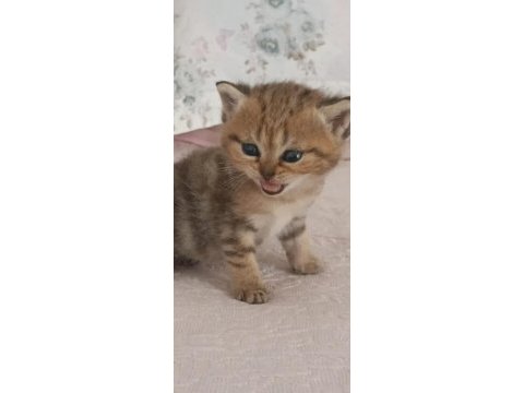 British shorthair silver safkan