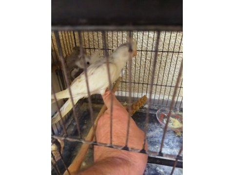 Yavru 2 aylık sultan papağanı
