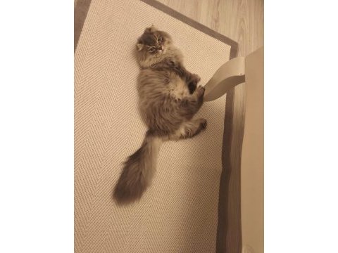 1 yaşında erkek scottish fold