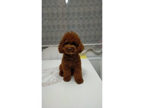 5 dişi ve 2 erkek mükemmel kalitede poodle yavrular