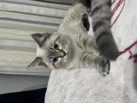 British longhair