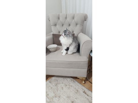 5 aylık maine coon