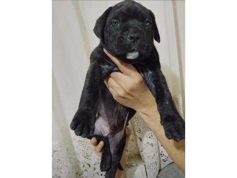 A kalite cane corso