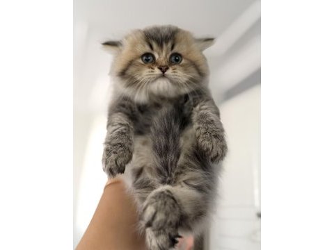 British longhair