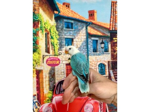 Cennet papağanı yavrumuz (üst mutasyon)