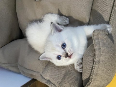 Safkan orjinal ırk british shorthair yavrularımız