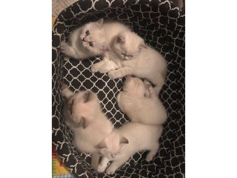 Scottish fold ve british shorthair yavrular