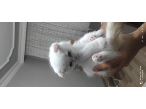 Prensesimiz dişi blue point british shorthair