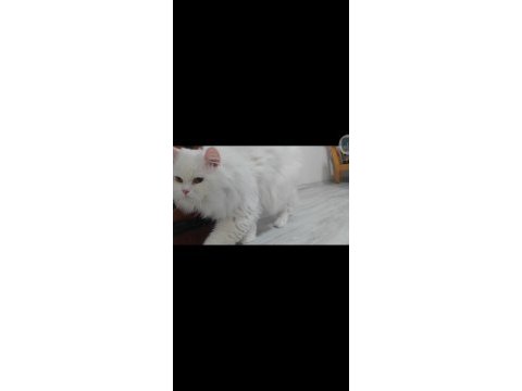British longhair kedisi