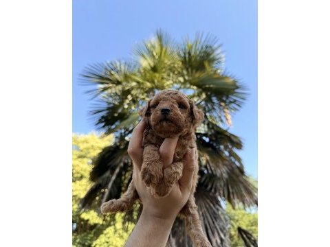 Red brown toy poodle yavrumuz yeni yuvasına hazır