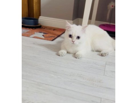 Evin havasını değişterecek dünya tatlısı bir kedidir