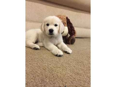 Küt burunlu golden retriever bebekler