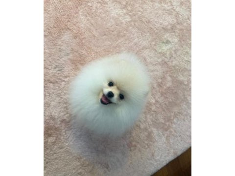 Çok güzel pamuk dişi pomeranian